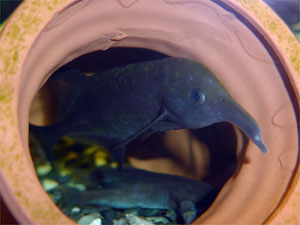 古代魚