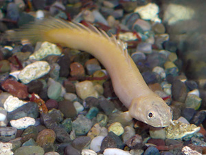 古代魚